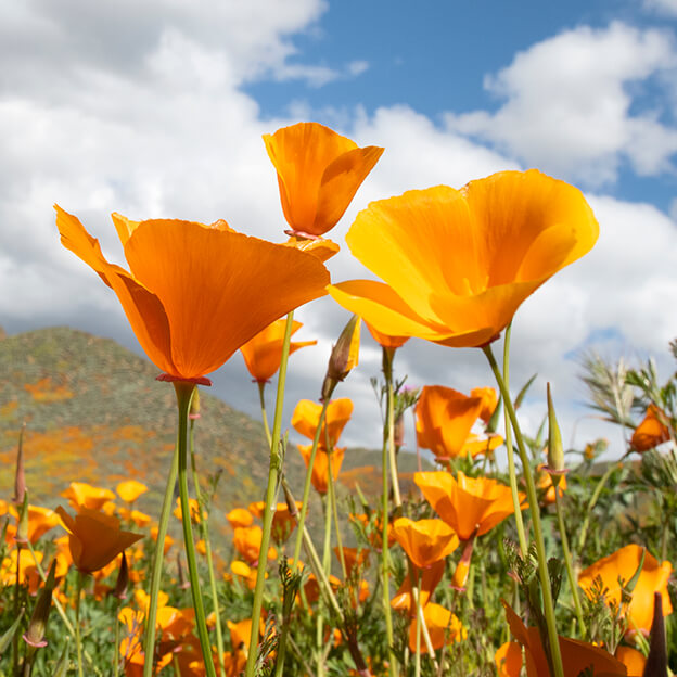 cal-poppy